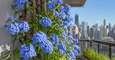 pianta di plumbago sul balcone