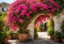 Bougainvillea in vaso grande