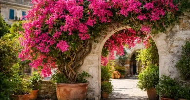 Bougainvillea in vaso grande