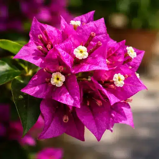 Bougainvillea in vaso