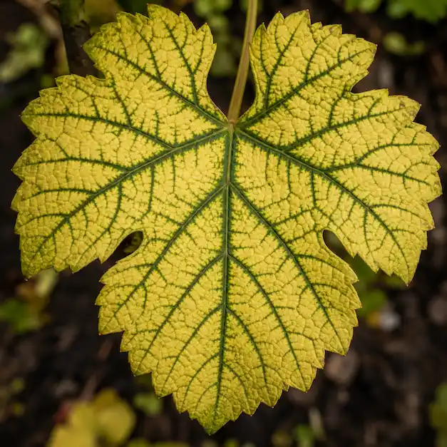 clorosi ferrica