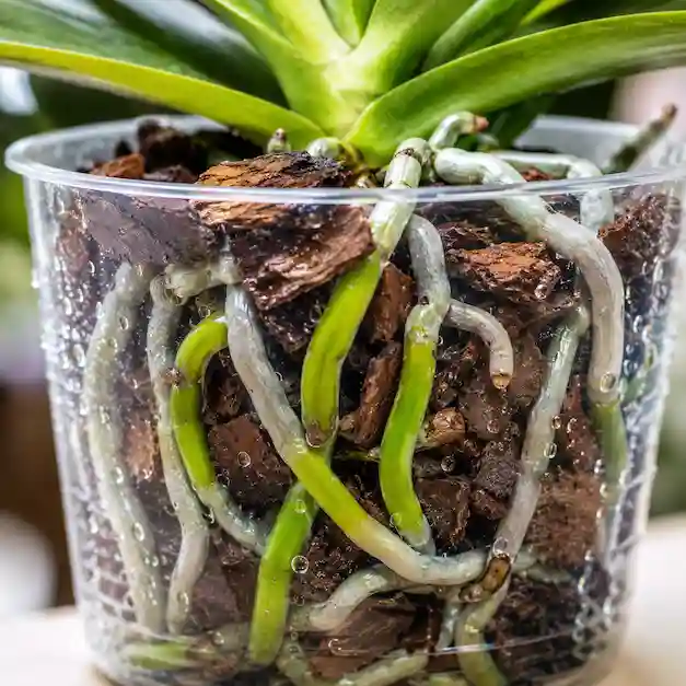 curare le orchidee