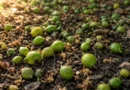 il limone perde i frutti