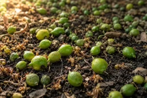 il limone perde i frutti