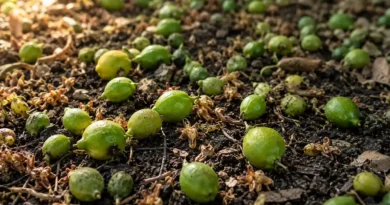 il limone perde i frutti