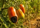 marciume apicale del pomodoro