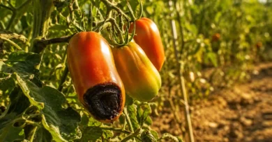 marciume apicale del pomodoro