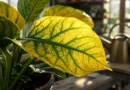 piante con foglie gialle
