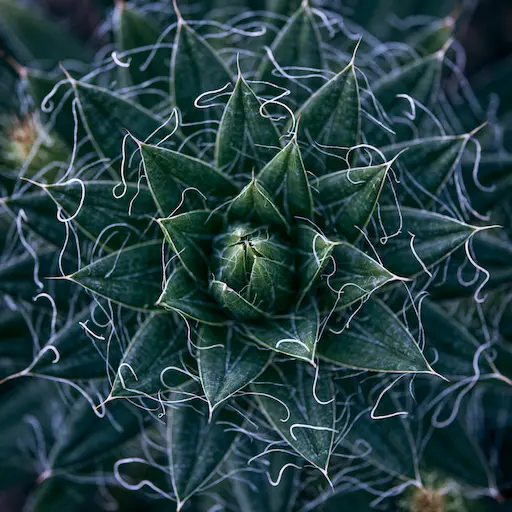 Agave filifera