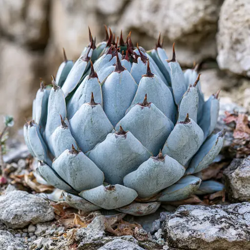 Agave parryi
