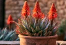Aloe arborescens in vaso