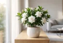 Gardenia jasminoides