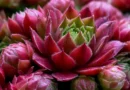 Sempervivum tectorum