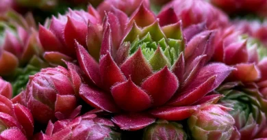 Sempervivum tectorum