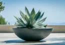 agave attenuata in vaso