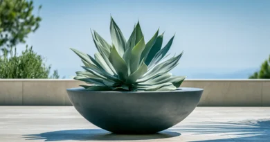 agave attenuata in vaso