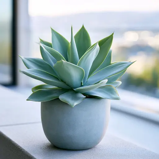 agave attenuata