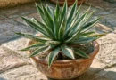 agave filifera in vaso