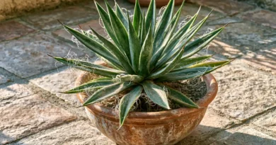 agave filifera in vaso