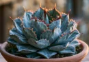 agave potatorum in vaso
