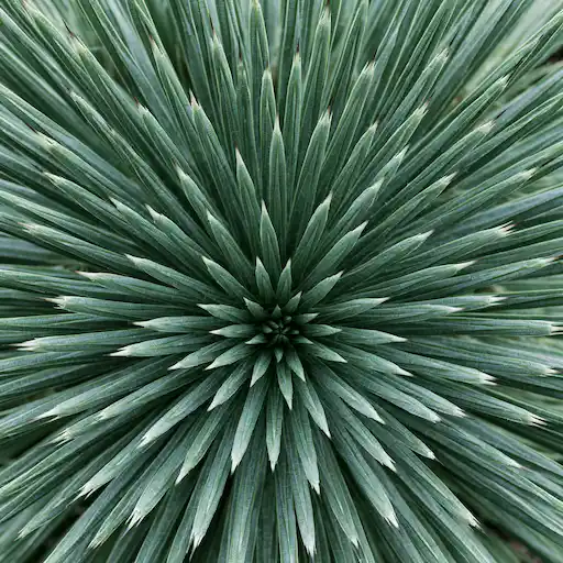 agave stricta dall'alto