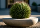 agave stricta in vaso elegante