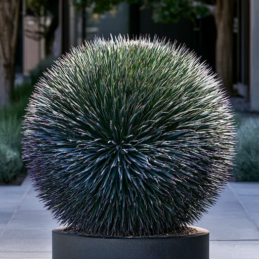 agave stricta
