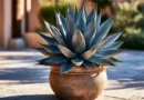agave tequilana agave blu
