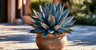 agave tequilana agave blu