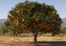 albero di arancio in terra