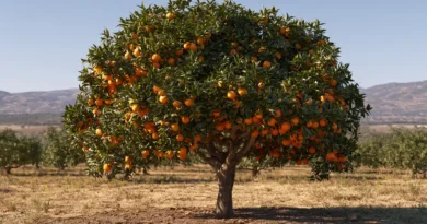 albero di arancio in terra