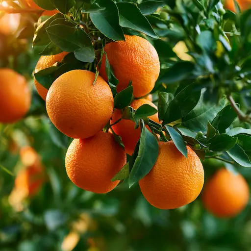 albero di arancio