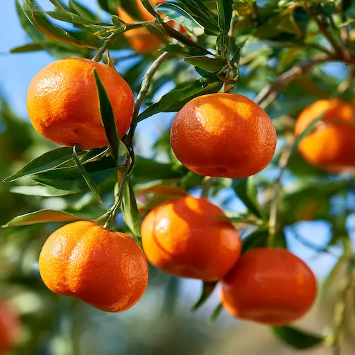 albero di mandarino