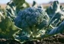 coltivare i broccoli nell orto