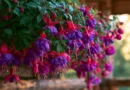coltivare la fucsia