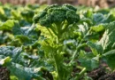 coltivare le cime di rapa