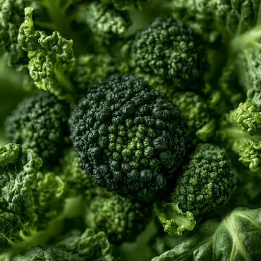 coltivazione delle cime di rapa