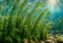 elodea densa
