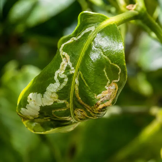 foglie arricchiate minatrice serpentina