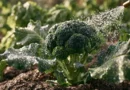 insetticida per cime di rape e broccolo
