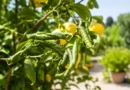 limone con foglie arricciate
