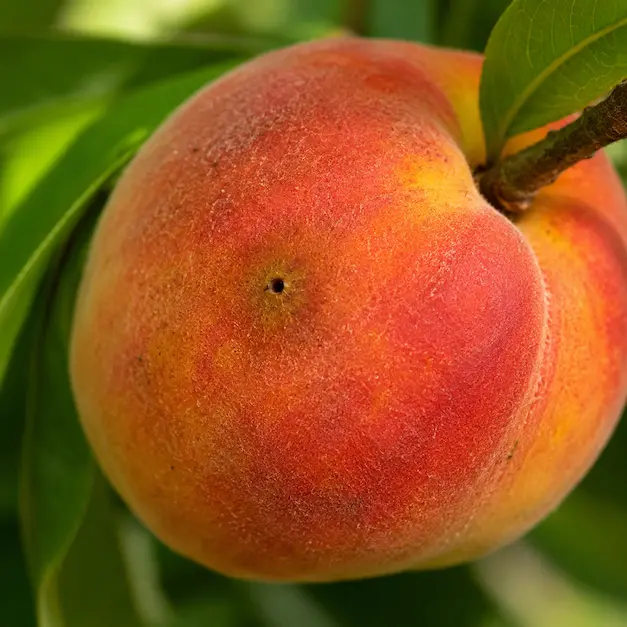 mosca della frutta su pesca