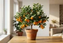 pianta di calamondino