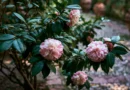 pianta di camelia