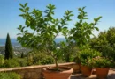 pianta di lime
