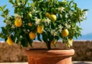 pianta di limone