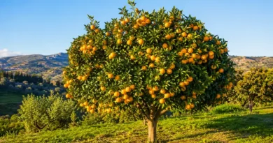 pianta di mandarino