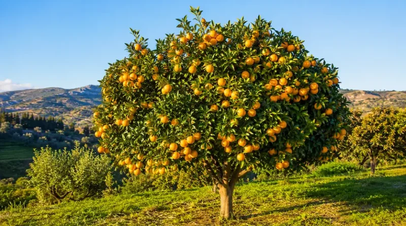 pianta di mandarino