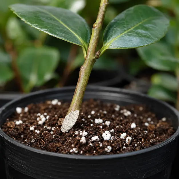 talea di camelia