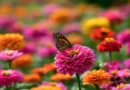 zinnia